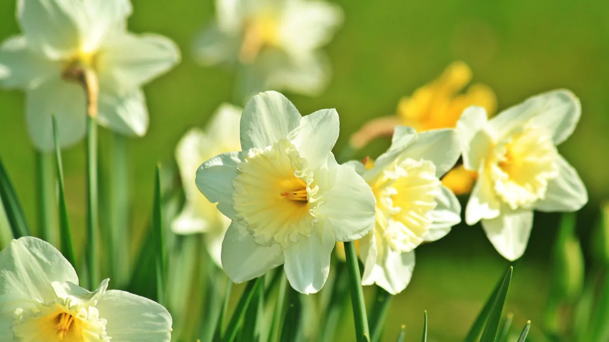 Narcisses en fleurs au printemps