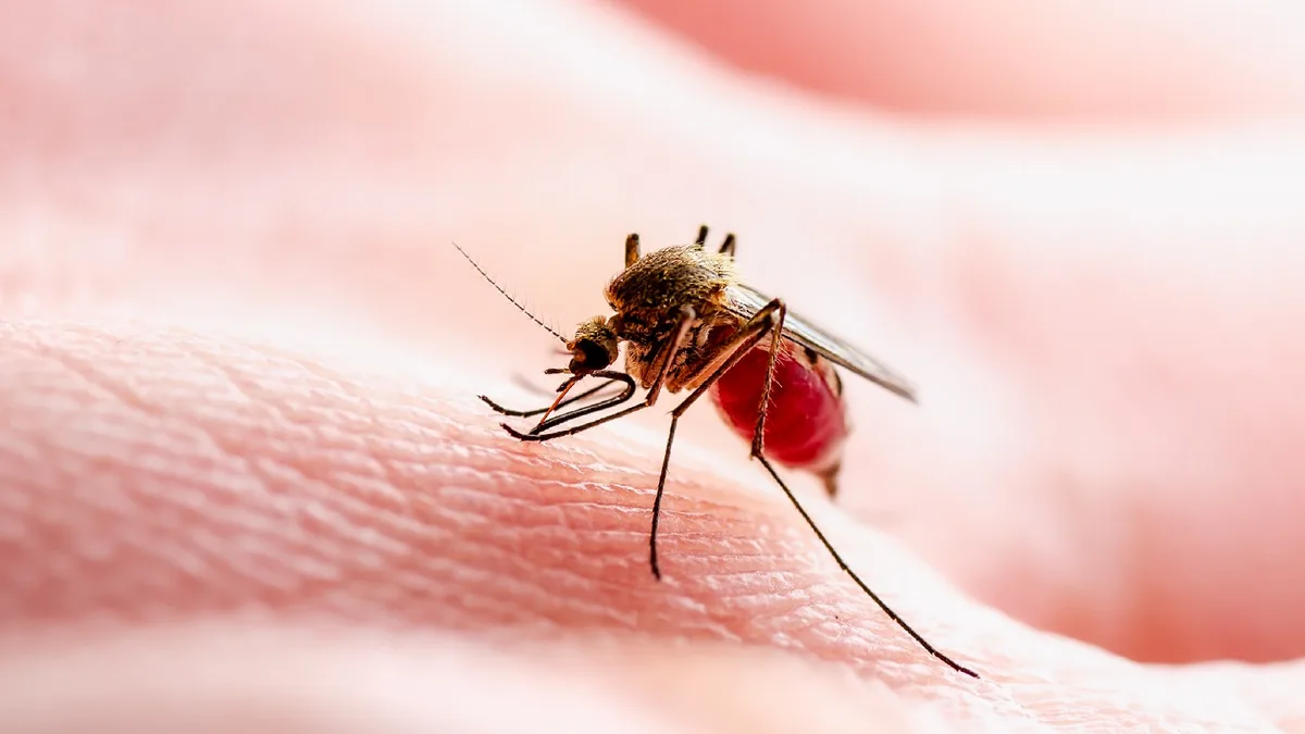 Un moustique commun posé sur la peau avant de piquer