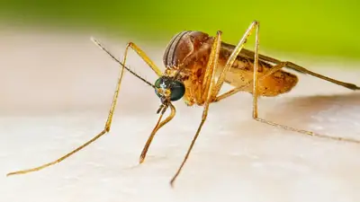 Virus du Nil occidental : 145 cas en France, un record — et 80 % des infectés ne le savent pas